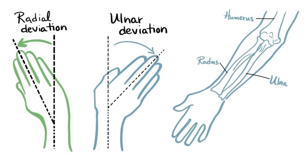 3 illustrations: one of radial deviation, where the hand is bent toward the thumb away from center, a second drawing of ulnar deviation where the hand is bent toward the pinky away from center, and the third drawing is the anatomy of the arm with the radius, ulna and humerus identified. The radius bone is connected to the thumb, and the ulna is connected to the pinky side of the hand. The humerus connects at the elbow to the radius and ulna.